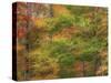 USA, New Hampshire, Franconia hardwood forest of maple trees in Autumn-Sylvia Gulin-Stretched Canvas