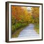 USA, New Hampshire, Franconia, one lane roadway with fallen Autumn leaves-Sylvia Gulin-Framed Photographic Print