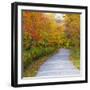 USA, New Hampshire, Franconia, one lane roadway with fallen Autumn leaves-Sylvia Gulin-Framed Photographic Print