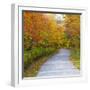 USA, New Hampshire, Franconia, one lane roadway with fallen Autumn leaves-Sylvia Gulin-Framed Photographic Print