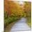 USA, New Hampshire, Franconia, one lane roadway with fallen Autumn leaves-Sylvia Gulin-Mounted Photographic Print