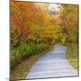 USA, New Hampshire, Franconia, one lane roadway with fallen Autumn leaves-Sylvia Gulin-Mounted Photographic Print