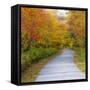 USA, New Hampshire, Franconia, one lane roadway with fallen Autumn leaves-Sylvia Gulin-Framed Stretched Canvas