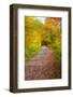 USA, New Hampshire, Franconia, one lane roadway with fallen Autumn leaves-Sylvia Gulin-Framed Photographic Print