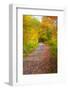 USA, New Hampshire, Franconia, one lane roadway with fallen Autumn leaves-Sylvia Gulin-Framed Photographic Print