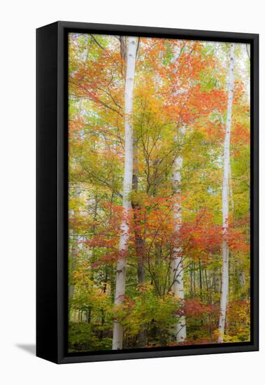 USA, New Hampshire, Gorham, White Birch tree trunks surrounded by Fall colors-Sylvia Gulin-Framed Stretched Canvas