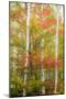 USA, New Hampshire, Gorham, White Birch tree trunks surrounded by Fall colors-Sylvia Gulin-Mounted Photographic Print