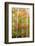 USA, New Hampshire, Gorham, White Birch tree trunks surrounded by Fall colors-Sylvia Gulin-Framed Photographic Print