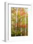 USA, New Hampshire, Gorham, White Birch tree trunks surrounded by Fall colors-Sylvia Gulin-Framed Photographic Print