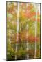 USA, New Hampshire, Gorham, White Birch tree trunks surrounded by Fall colors-Sylvia Gulin-Mounted Photographic Print