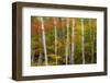 USA, New Hampshire, Gorham, White Birch tree trunks surrounded by Fall colors-Sylvia Gulin-Framed Photographic Print