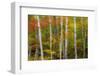 USA, New Hampshire, Gorham, White Birch tree trunks surrounded by Fall colors-Sylvia Gulin-Framed Photographic Print