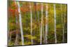 USA, New Hampshire, Gorham, White Birch tree trunks surrounded by Fall colors-Sylvia Gulin-Mounted Photographic Print