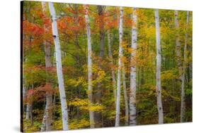 USA, New Hampshire, Gorham, White Birch tree trunks surrounded by Fall colors-Sylvia Gulin-Stretched Canvas