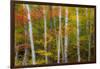 USA, New Hampshire, Gorham, White Birch tree trunks surrounded by Fall colors-Sylvia Gulin-Framed Photographic Print