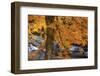 USA, New Hampshire, Jackson, Jackson Falls with American Beech in full Autumn color display-Sylvia Gulin-Framed Photographic Print