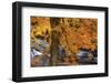 USA, New Hampshire, Jackson, Jackson Falls with American Beech in full Autumn color display-Sylvia Gulin-Framed Photographic Print