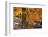 USA, New Hampshire, Jackson, Jackson Falls with American Beech in full Autumn color display-Sylvia Gulin-Framed Photographic Print