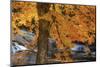 USA, New Hampshire, Jackson, Jackson Falls with American Beech in full Autumn color display-Sylvia Gulin-Mounted Photographic Print