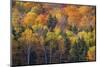 USA, New Hampshire just north of Jackson on highway 16 with the hillside covered in Autumns colors-Sylvia Gulin-Mounted Photographic Print