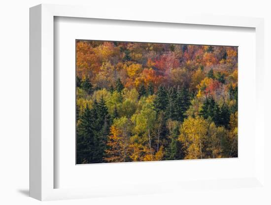 USA, New Hampshire just north of Jackson on highway 16 with the hillside covered in Autumns colors-Sylvia Gulin-Framed Photographic Print