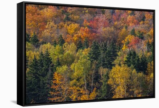 USA, New Hampshire just north of Jackson on highway 16 with the hillside covered in Autumns colors-Sylvia Gulin-Framed Stretched Canvas