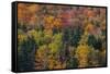USA, New Hampshire just north of Jackson on highway 16 with the hillside covered in Autumns colors-Sylvia Gulin-Framed Stretched Canvas