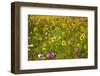 USA, New Hampshire meridian planted with sunflowers and cosmos flowers along Interstate 95.-Sylvia Gulin-Framed Photographic Print