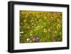 USA, New Hampshire meridian planted with sunflowers and cosmos flowers along Interstate 95.-Sylvia Gulin-Framed Photographic Print