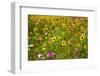 USA, New Hampshire meridian planted with sunflowers and cosmos flowers along Interstate 95.-Sylvia Gulin-Framed Photographic Print