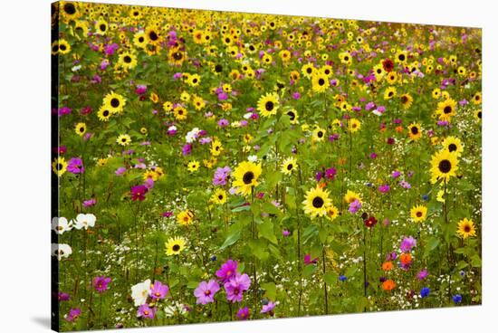 USA, New Hampshire meridian planted with sunflowers and cosmos flowers along Interstate 95.-Sylvia Gulin-Stretched Canvas