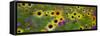 USA, New Hampshire meridian planted with sunflowers and cosmos flowers along Interstate 95.-Sylvia Gulin-Framed Stretched Canvas