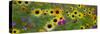 USA, New Hampshire meridian planted with sunflowers and cosmos flowers along Interstate 95.-Sylvia Gulin-Stretched Canvas