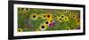 USA, New Hampshire meridian planted with sunflowers and cosmos flowers along Interstate 95.-Sylvia Gulin-Framed Photographic Print