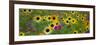 USA, New Hampshire meridian planted with sunflowers and cosmos flowers along Interstate 95.-Sylvia Gulin-Framed Photographic Print