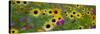 USA, New Hampshire meridian planted with sunflowers and cosmos flowers along Interstate 95.-Sylvia Gulin-Stretched Canvas