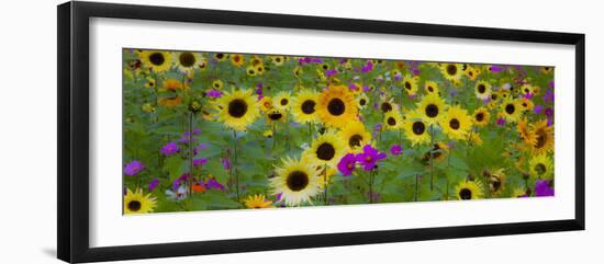 USA, New Hampshire meridian planted with sunflowers and cosmos flowers along Interstate 95.-Sylvia Gulin-Framed Photographic Print