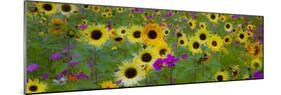 USA, New Hampshire meridian planted with sunflowers and cosmos flowers along Interstate 95.-Sylvia Gulin-Mounted Photographic Print