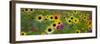 USA, New Hampshire meridian planted with sunflowers and cosmos flowers along Interstate 95.-Sylvia Gulin-Framed Premium Photographic Print