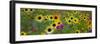 USA, New Hampshire meridian planted with sunflowers and cosmos flowers along Interstate 95.-Sylvia Gulin-Framed Premium Photographic Print