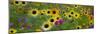 USA, New Hampshire meridian planted with sunflowers and cosmos flowers along Interstate 95.-Sylvia Gulin-Mounted Premium Photographic Print