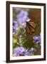 USA, New Hampshire. Monarch Butterfly on Aster Flower-Jaynes Gallery-Framed Photographic Print