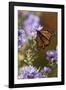 USA, New Hampshire. Monarch Butterfly on Aster Flower-Jaynes Gallery-Framed Photographic Print