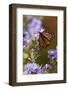 USA, New Hampshire. Monarch Butterfly on Aster Flower-Jaynes Gallery-Framed Photographic Print