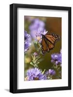 USA, New Hampshire. Monarch Butterfly on Aster Flower-Jaynes Gallery-Framed Photographic Print