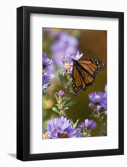 USA, New Hampshire. Monarch Butterfly on Aster Flower-Jaynes Gallery-Framed Photographic Print