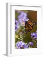 USA, New Hampshire. Monarch Butterfly on Aster Flower-Jaynes Gallery-Framed Photographic Print