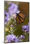 USA, New Hampshire. Monarch Butterfly on Aster Flower-Jaynes Gallery-Mounted Photographic Print