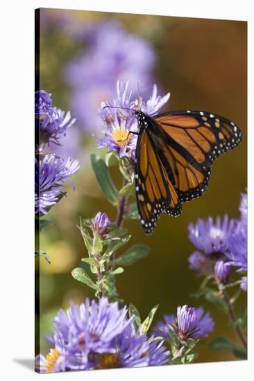 USA, New Hampshire. Monarch Butterfly on Aster Flower-Jaynes Gallery-Stretched Canvas