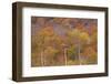 USA, New Hampshire, New England Fall colors on hillsides along highway 16 north of Jackson-Sylvia Gulin-Framed Photographic Print